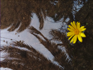 Captura de Pantalla 2022-06-05 a la(s) 17.29.25